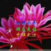 柠檬香的头像