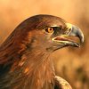 神鹰的头像