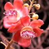 倾听花开的声音的头像
