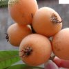 明天会更好的头像