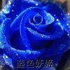 蓝玫瑰的头像