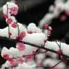 雪梅的头像
