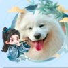 渡劫的头像