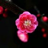 我是一朵梅花的头像