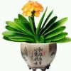 ꧁༺君子兰༻꧂忙暂离的头像