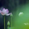 人生如梦的头像