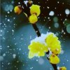傲雪冬梅的头像
