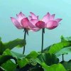 平凡的琴姐(๑♡3♡๑)的头像