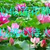 梵呗 曾根花~ 善 的头像