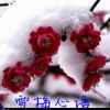 傲雪寒梅的头像