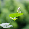 如果（送花回访大号)的头像