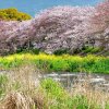 田园生活的头像