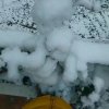 雪中缘的头像