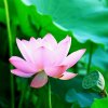 群鸿戏海的头像