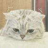 小奶猫的头像
