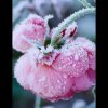 小小草的头像