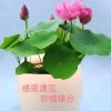 平淡人生的头像
