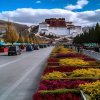 西藏藏红花专卖欢迎大家关注的头像