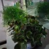张花莲的头像