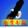 北鹰南翔的头像