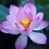 菊的头像