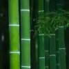 绿翠竹的头像