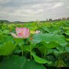 如花似梦的头像
