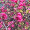 Q.S茉莉书玲（忙回访晚请见谅）的头像