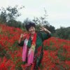 牡丹花开最富贵的头像