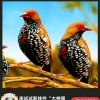 全民壹姐的头像