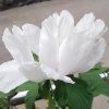 花蝶的头像