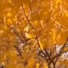 芯芯的头像