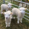 真真的头像