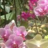 桂花香满园的头像