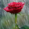 雨中玫瑰的头像