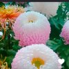 小龙女的头像