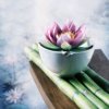 清香频频的头像