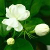 茉莉的花语的头像