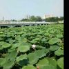 开心果的头像