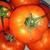西红柿的头像