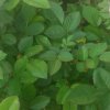 小草累了（勿关注）的头像