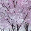 瑞雪兆丰年的头像