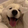 joo的头像