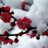 雪中梅的头像