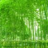 恒星精英慎独的头像