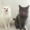 看那里飞出来一只十三的头像