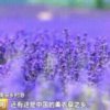 春天的头像