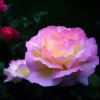 雾里看花的头像
