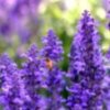 薰衣草的头像