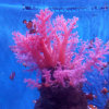 红珊瑚的头像